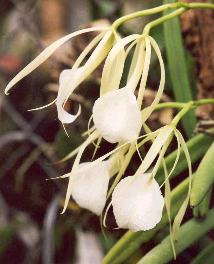 Brassavola nodosa