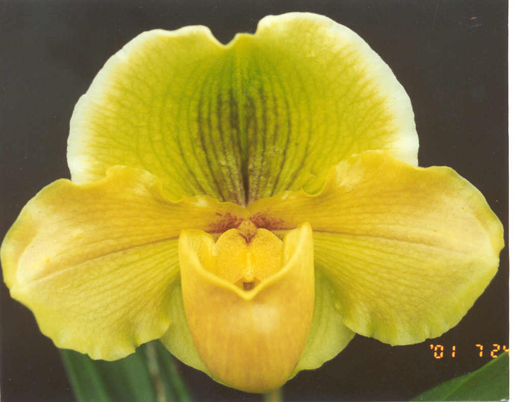 Paph. Donna Hanes 'Papa Aroha' SM/CSA