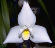 Lycaste skinneri alba — grower's reference photo