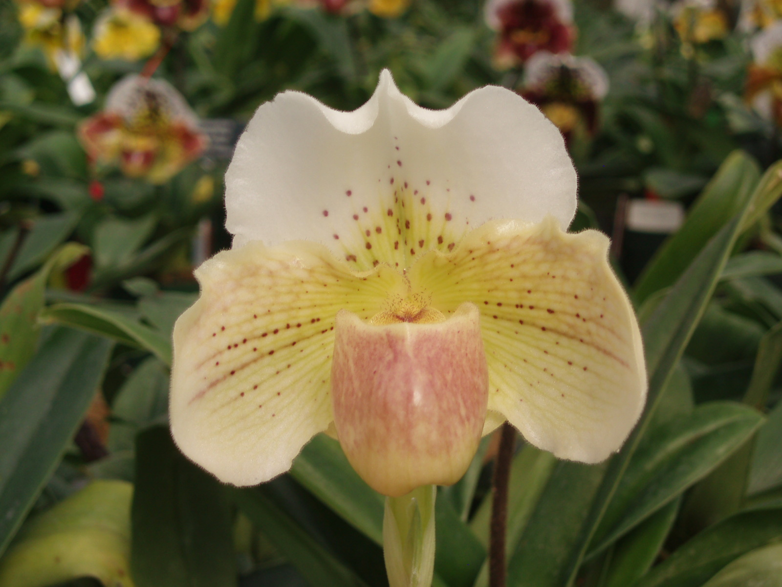 Paph. Autumn Snow 'Eureka'