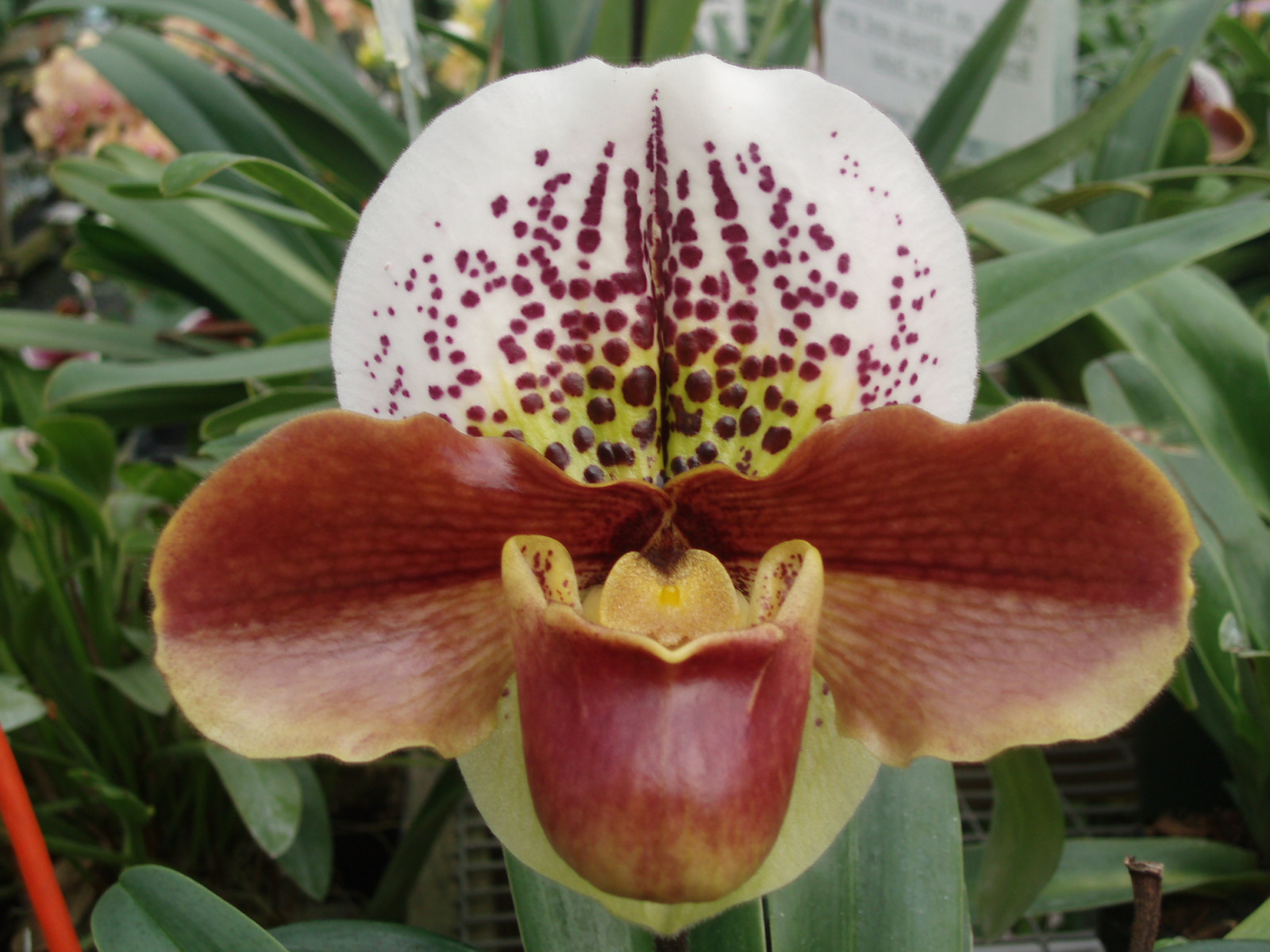 Paph. Bill Eilau 'Coromandel'