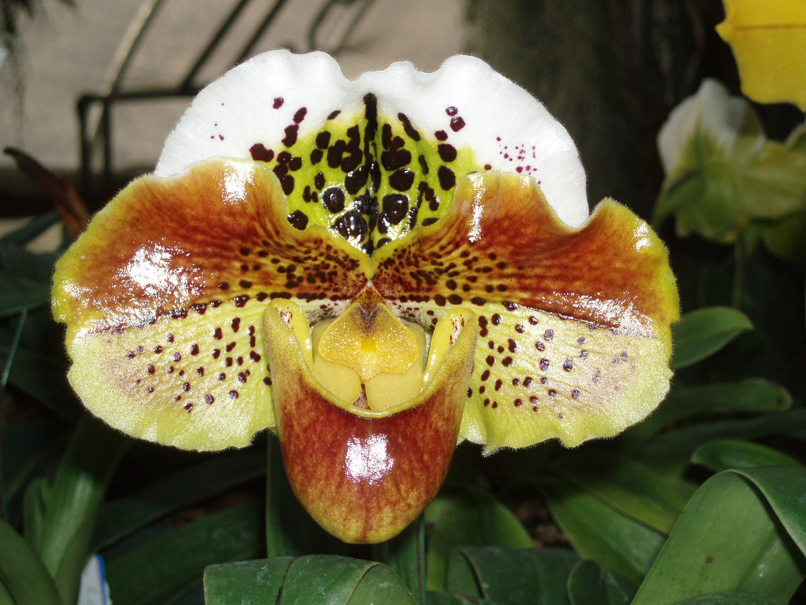 Paph. Coro Spots 'Penns View' HCC/AOS