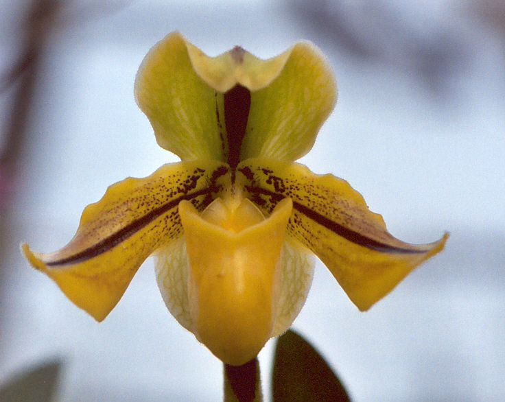 Paph. druryi 'Truford'
