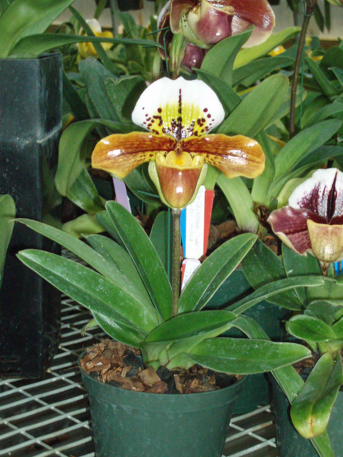 Paph. Garibaldi 'John' AM/AOS