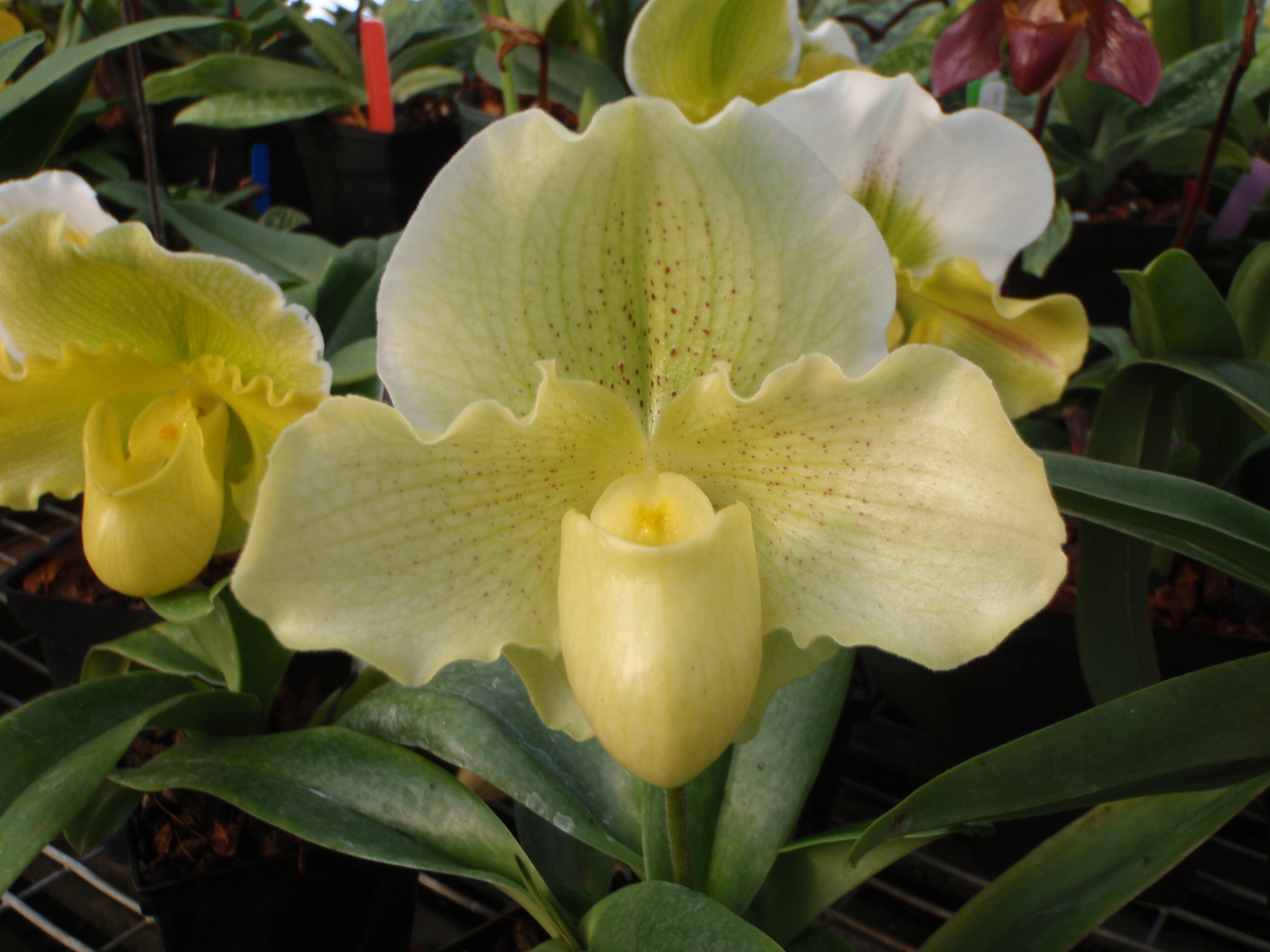 Paph. Icy Icy Wind 'Casselman River'