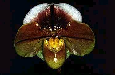 Paph. Mandy-Lu × Challow — grower's reference photo