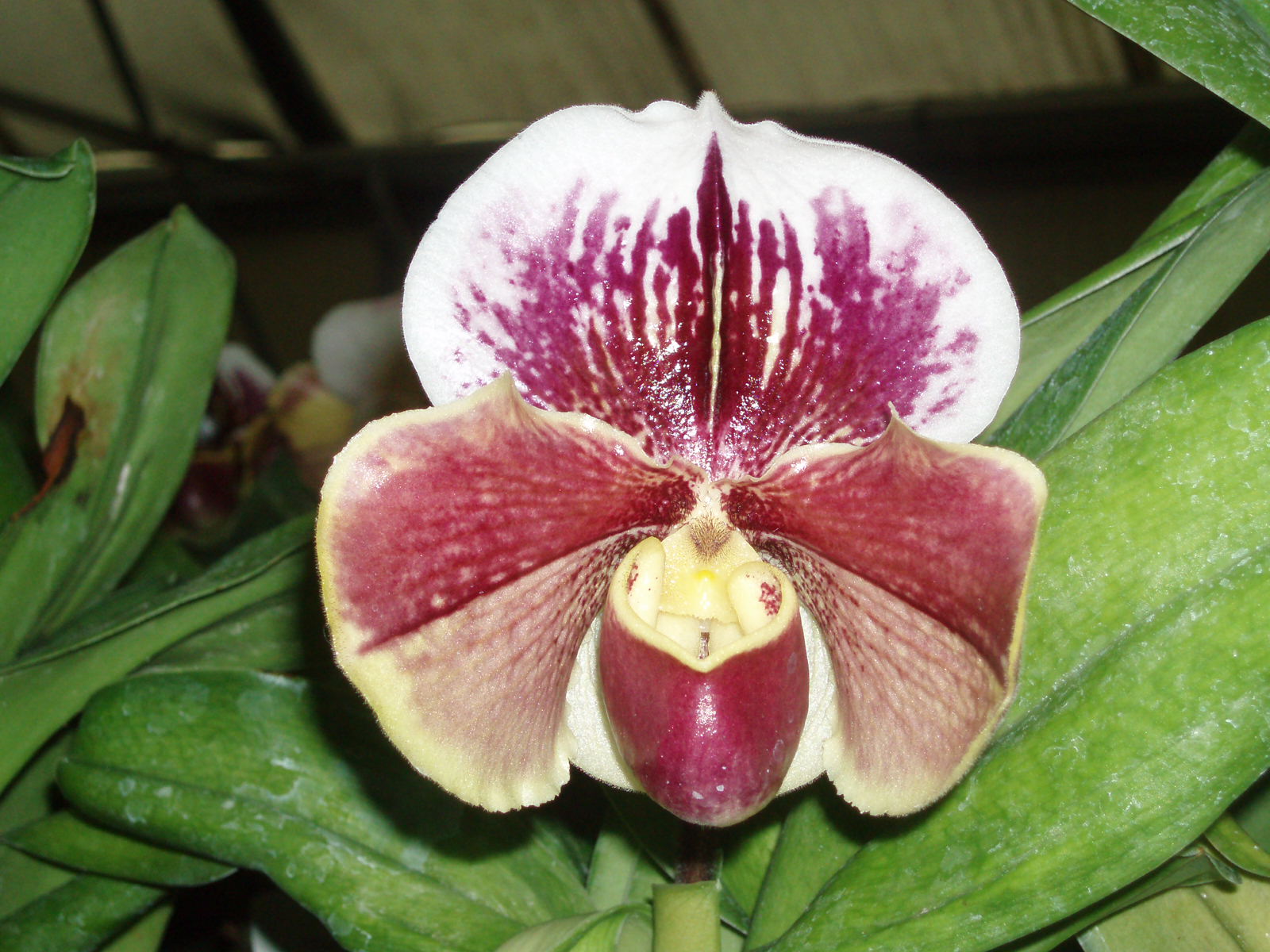 Paph. Paeony 'Regency' AM/RHS