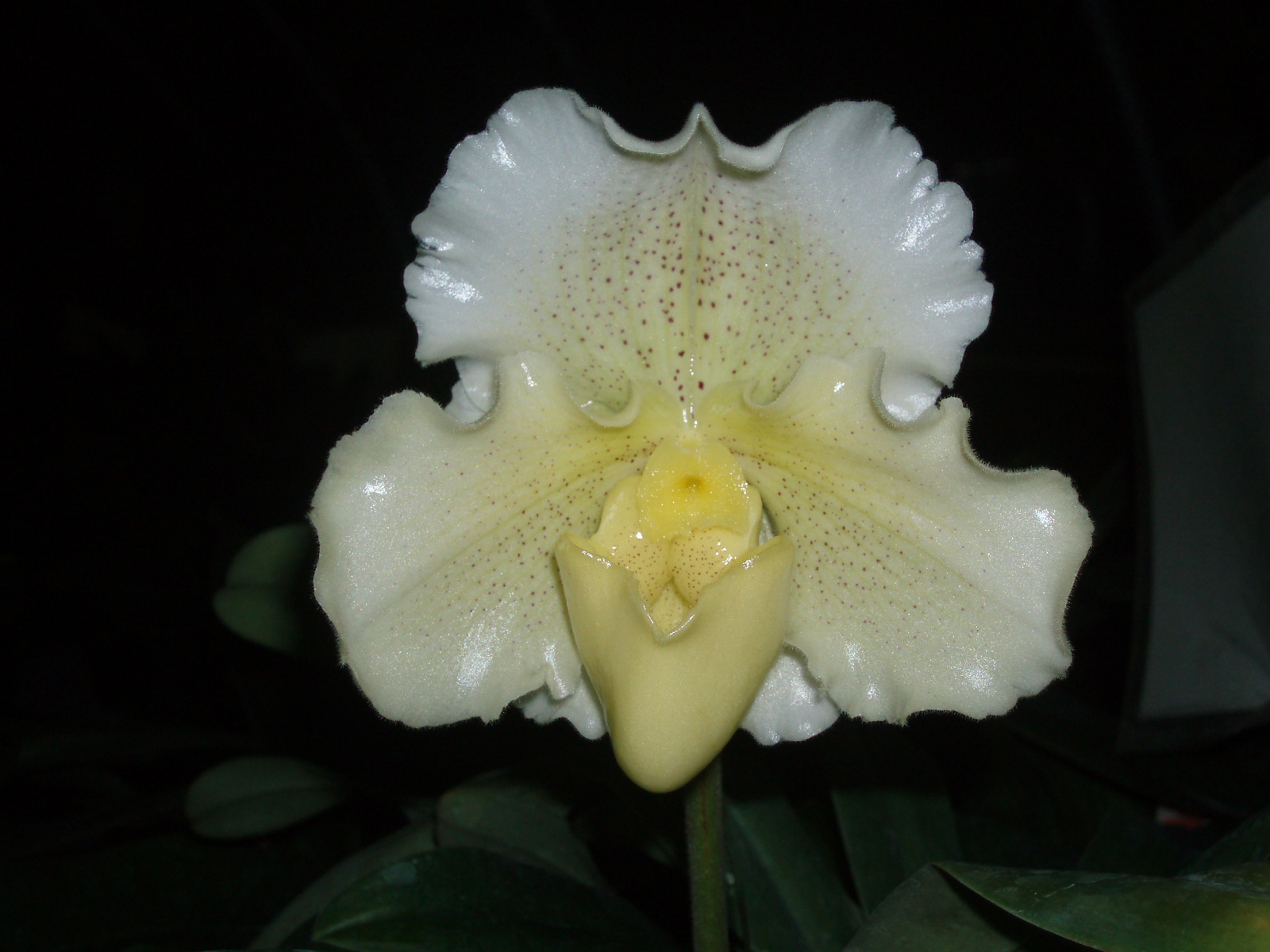 Paph. White Castle 'Witchcraft'